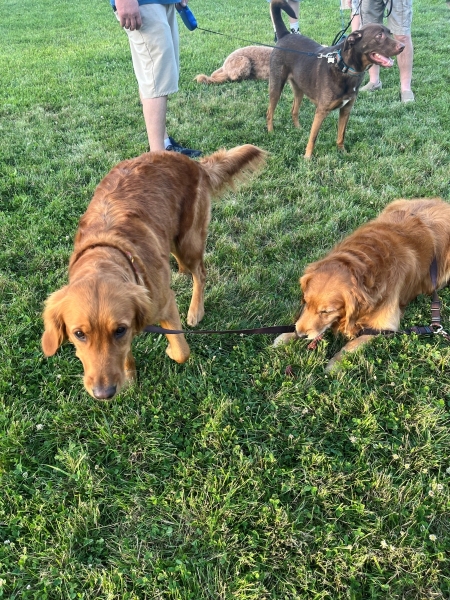 pups1