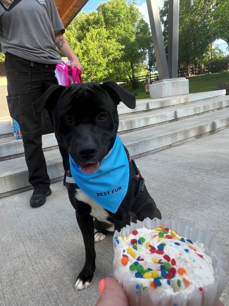 pups16