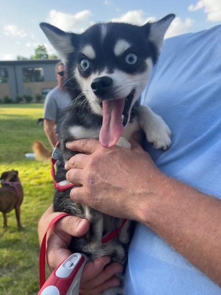 pups17